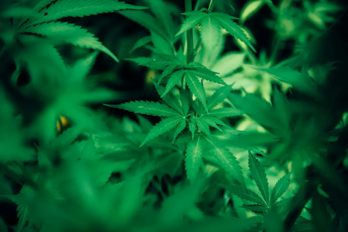 How Criminal Defence Lawyers Can Help You Fight Drug Charges